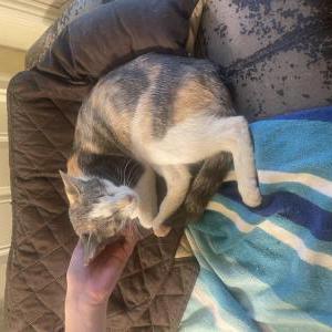 Found Cat Unknown