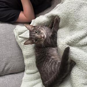 Lost Cat Goose