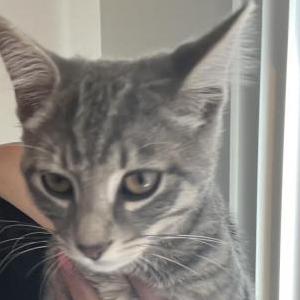 Found Cat Unknown