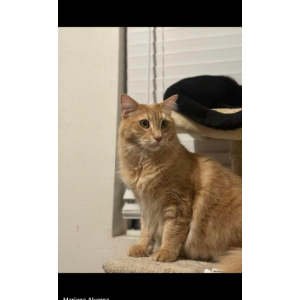 Lost Cat Harry