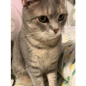 Lost Cat Misty