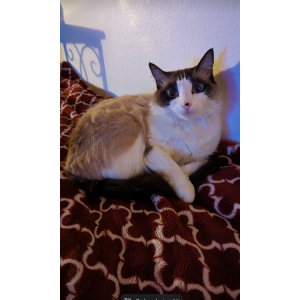 Lost Cat Miyumi