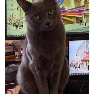Lost Cat Beau