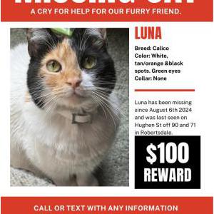 Lost Cat Luna