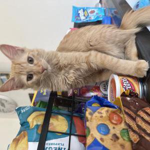 Lost Cat Iris