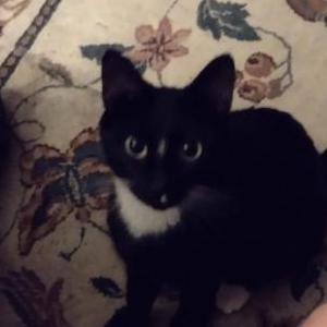 Lost Cat Bootsie
