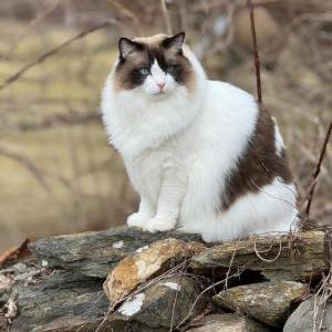 Lost Cat Gabriel