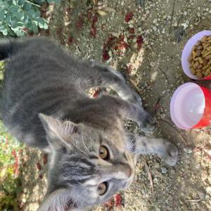 Found Cat Unknown