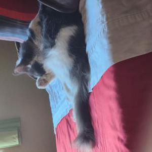 Image of Unknown, Found Cat