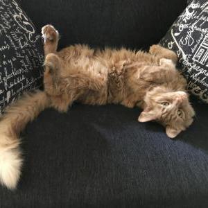 Lost Cat Milo