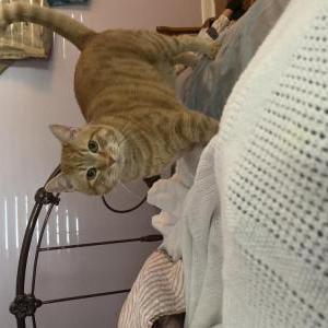 Lost Cat biggin