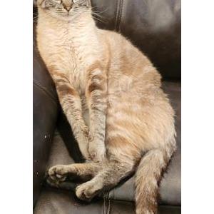 Lost Cat Speedy