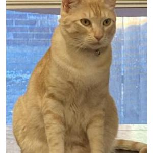 Lost Cat Ollie