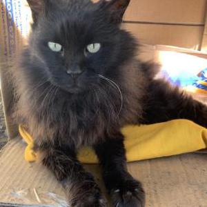 Found Cat Unknown