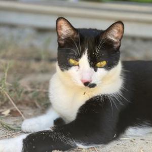 Lost Cat Mei mei