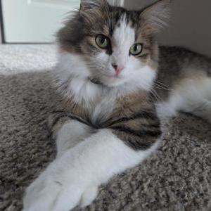 Lost Cat Mina