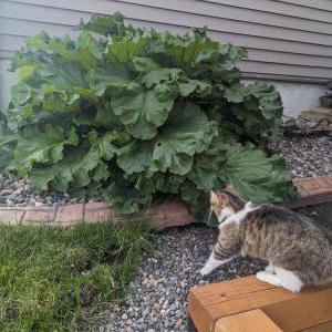 2nd Image of Mina, Lost Cat