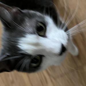 Lost Cat Snoopy
