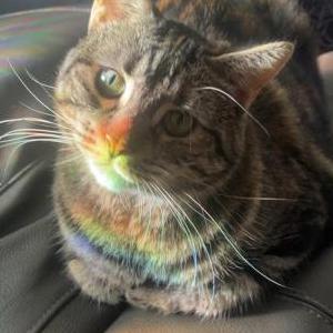 Lost Cat Iris