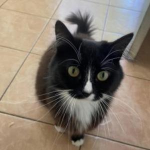 Lost Cat Figaro