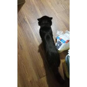 Lost Cat Lucky