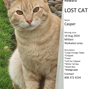 Lost Cat Casper