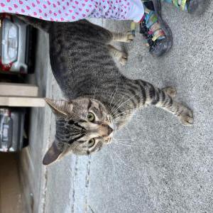 Found Cat Unknown