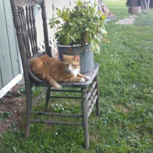 Lost Cat Little Guy