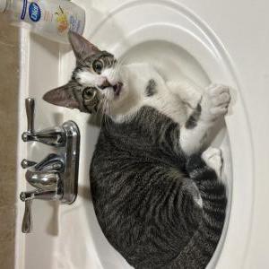 Lost Cat Beaver