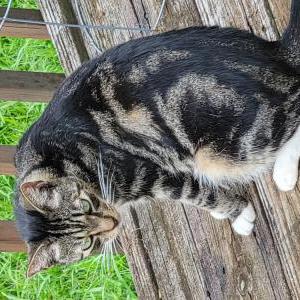 Found Cat Unknown