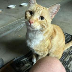 Image of Unknown, Found Cat