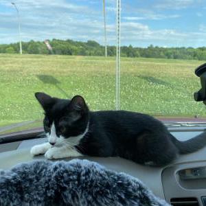 Lost Cat Rosie