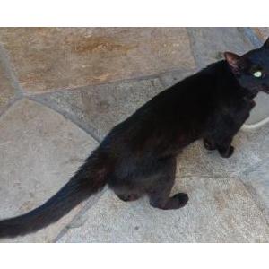 Found Cat Unknown