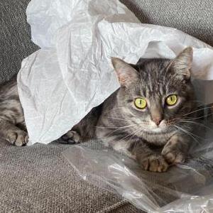 Lost Cat Bear