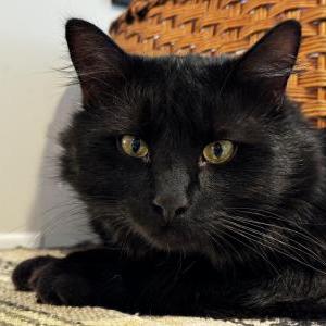 Lost Cat Kanolli