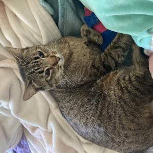 Found Cat Unknown