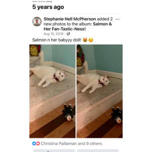 Lost Cat Salmon