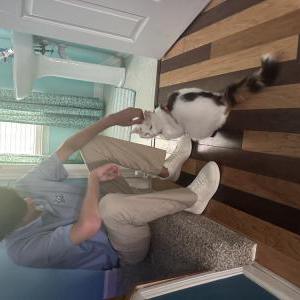 2nd Image of Salmon, Lost Cat