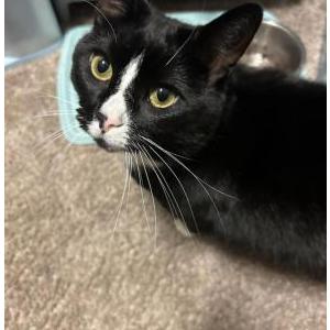 Lost Cat Ziggy