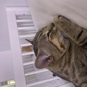 Lost Cat Kittle