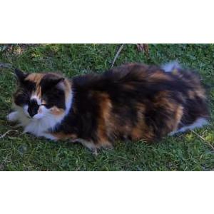 Lost Cat Cali