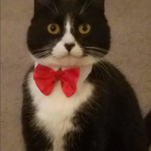 Lost Cat Azrael