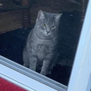 Lost Cat Bud