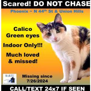 Lost Cat BK