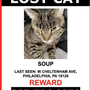 Lost Cat Soup