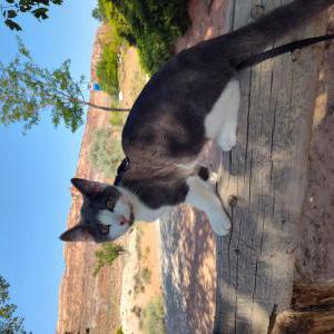 Lost Cat Frank