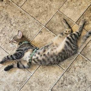 Lost Cat Kit kat