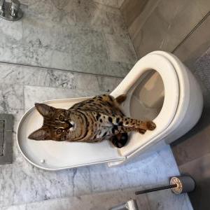 Lost Cat Atari