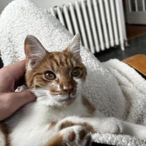 Lost Cat Buddy