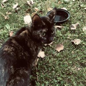 Found Cat Unknown